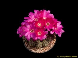 Sulcorebutia steinbachii v. steinbachii G99-1 2190
